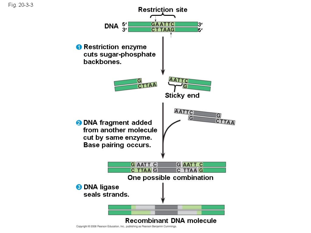 Fig. 20-3-3 Restriction site DNA Sticky end Restriction enzyme cuts sugar-phosphate backbones. 5 3